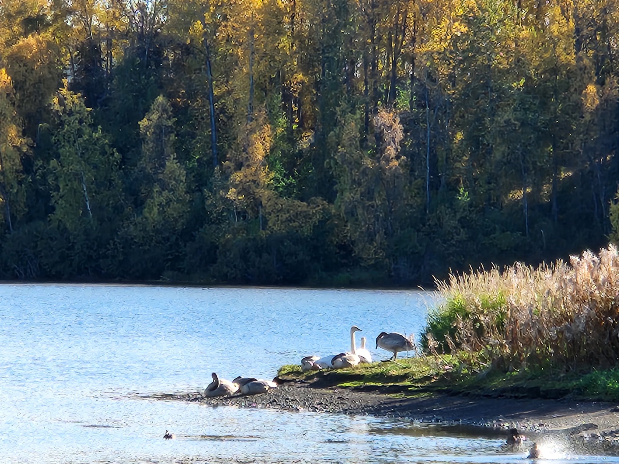 May be an image of swan and goose