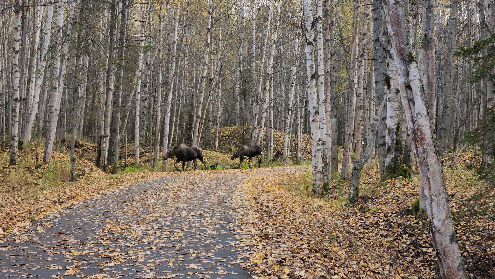 May be an image of nature