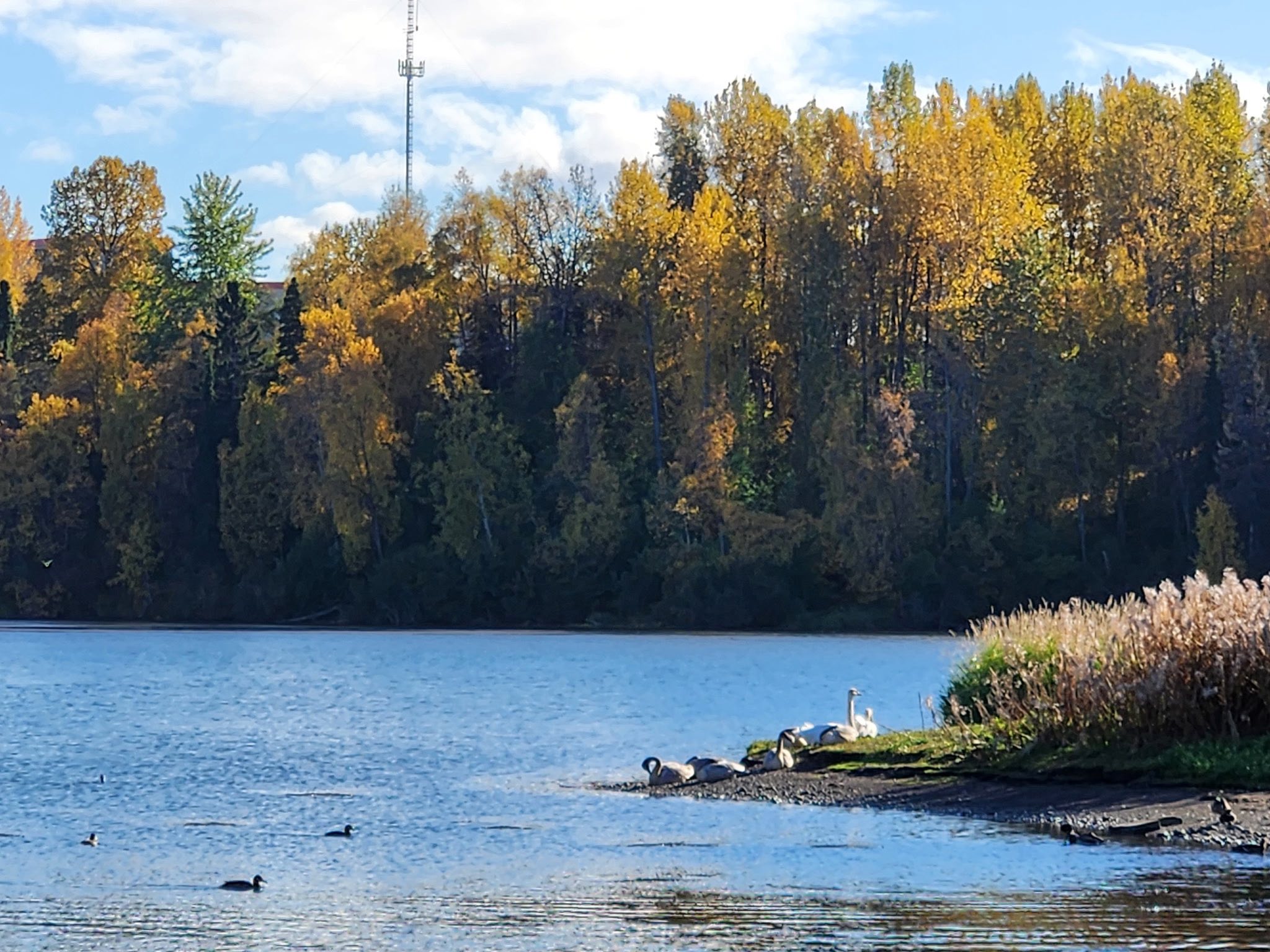 May be an image of goose and body of water